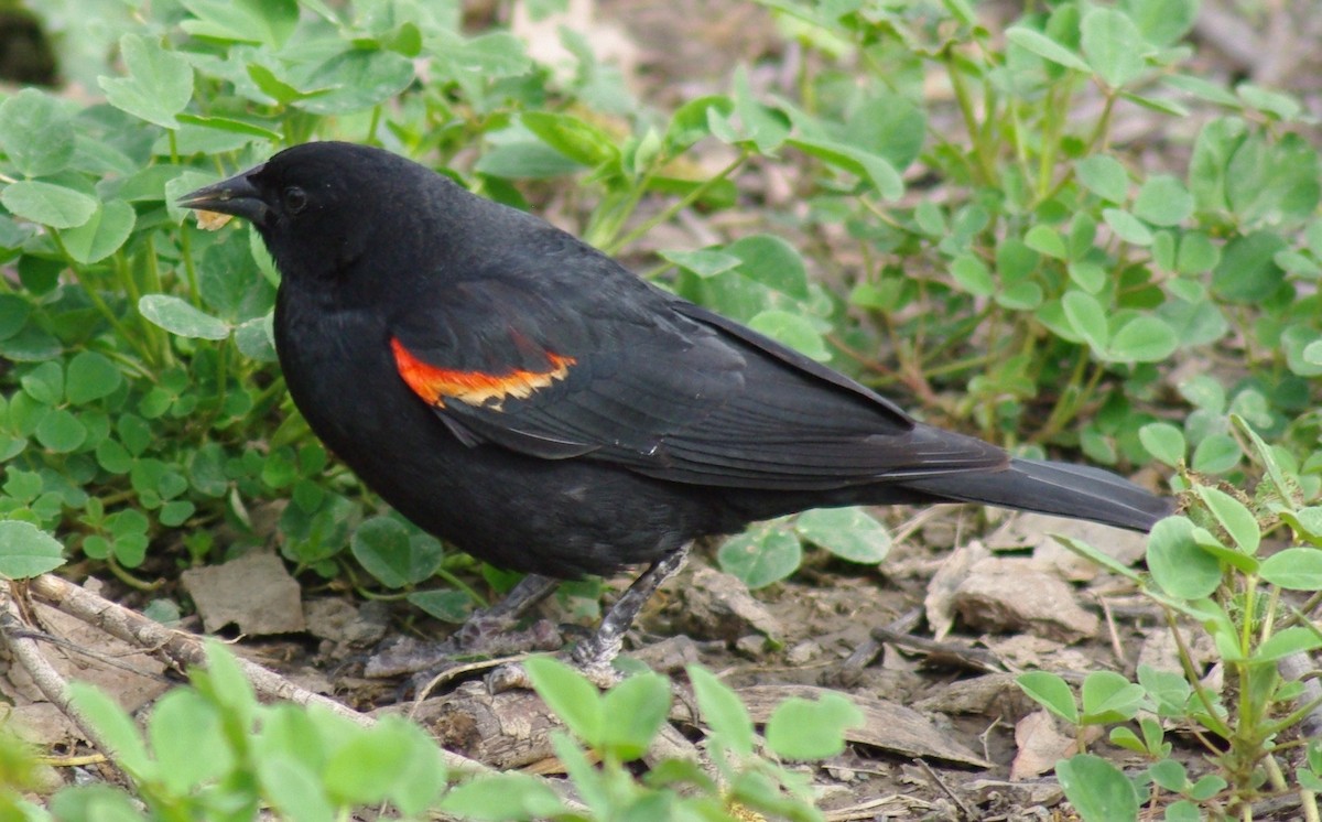 Red-winged Blackbird - ML48603381