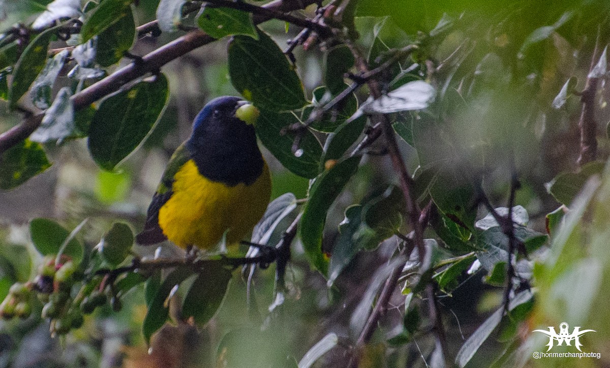 Black-chested Mountain Tanager - Jhon James Merchan Angel