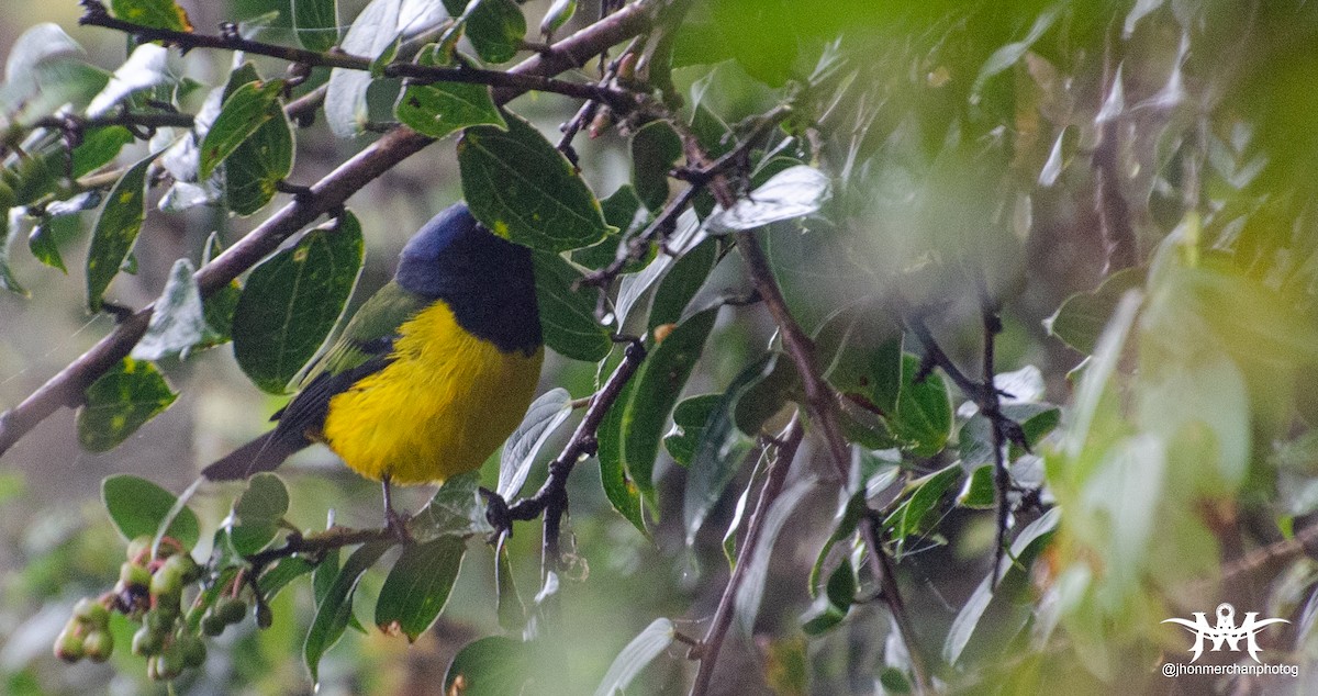 Black-chested Mountain Tanager - ML486035211