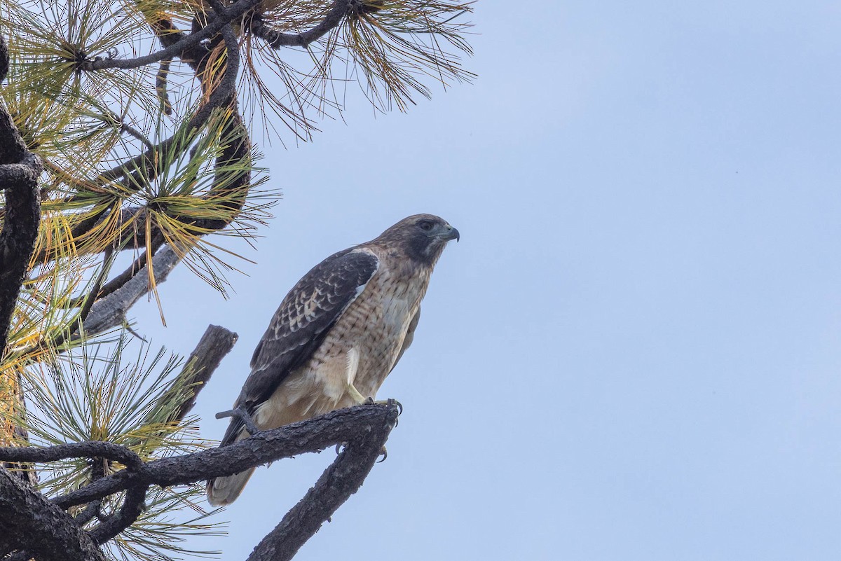 Red-tailed Hawk - ML486046541