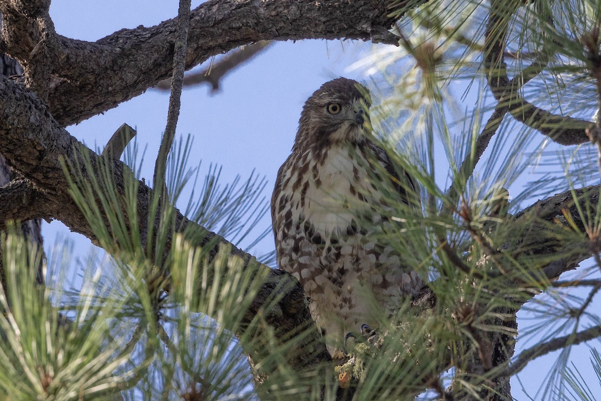 Red-tailed Hawk - ML486046551