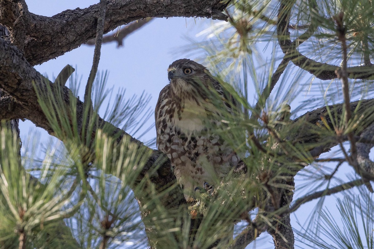Red-tailed Hawk - ML486046561