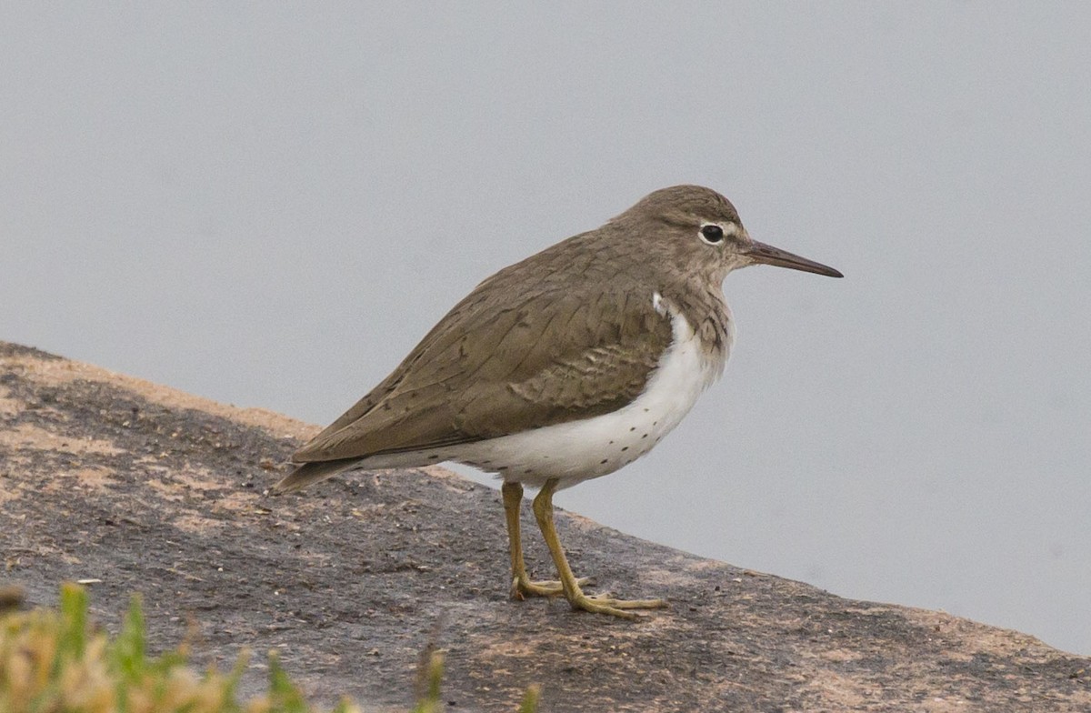 Spotted Sandpiper - Mike Austin