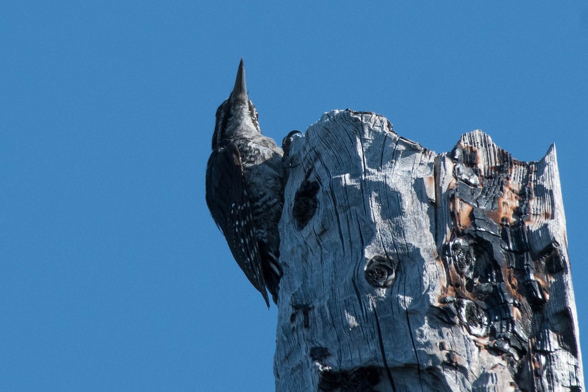 Black-backed Woodpecker - ML486054971