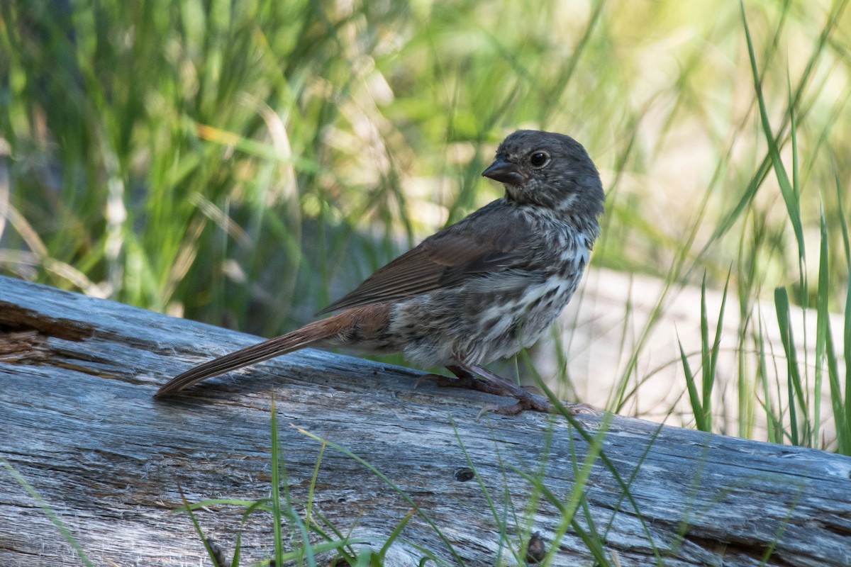 Fox Sparrow (Thick-billed) - ML486055081