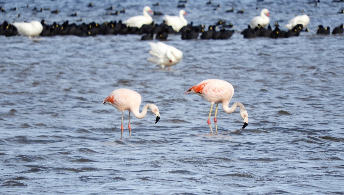 Chilean Flamingo - ML486058531