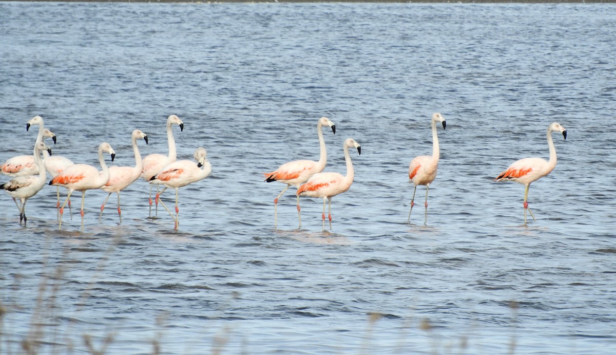 Şili Flamingosu - ML486058551