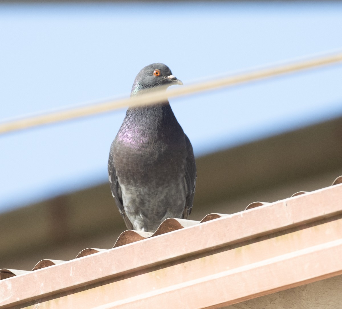Rock Pigeon (Feral Pigeon) - ML486063101