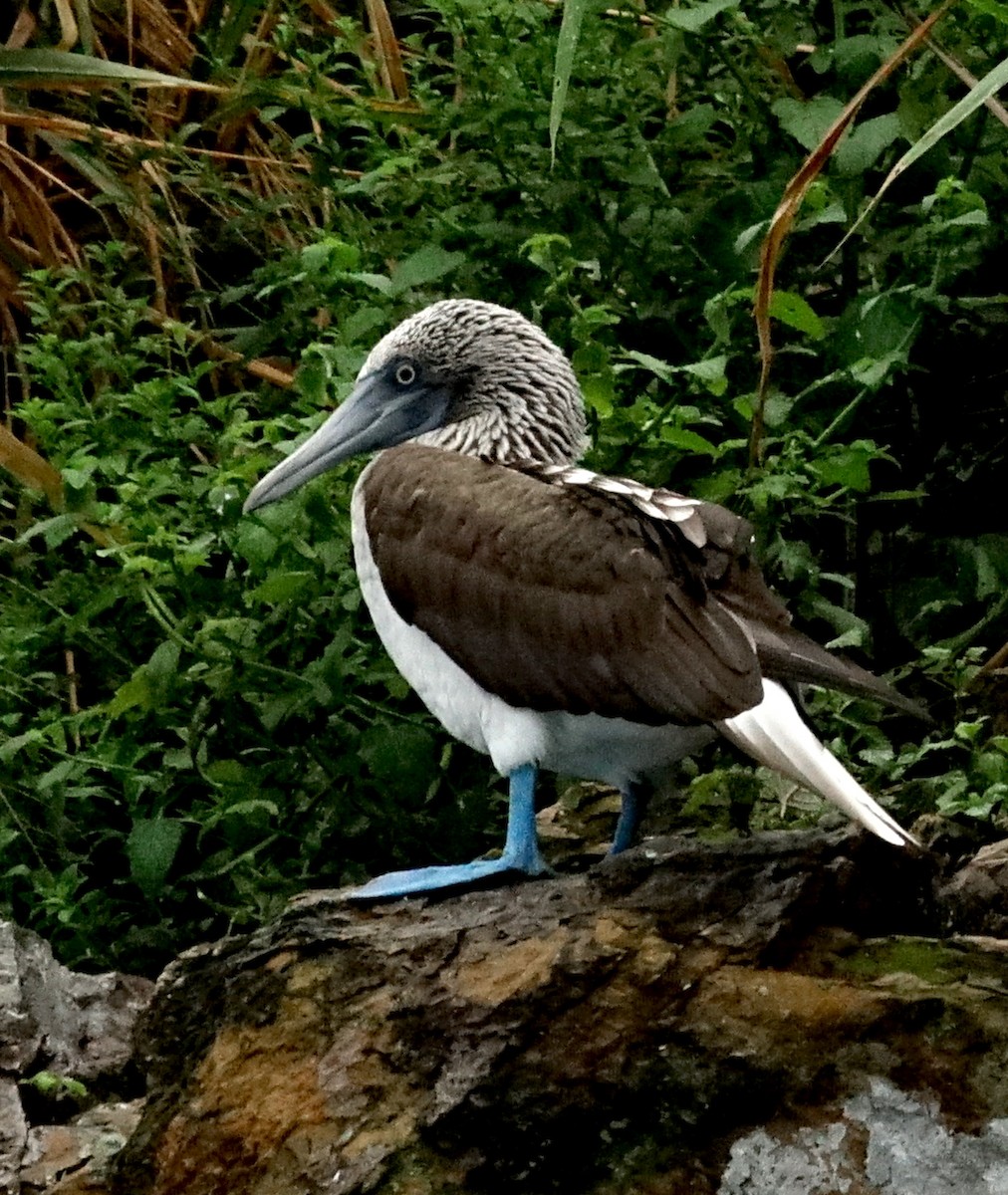 Blue-footed Booby - ML486065671