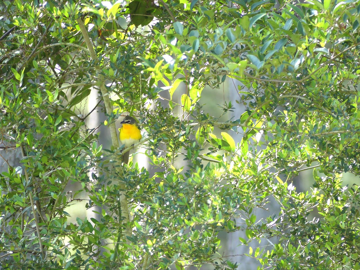 Yellow-breasted Chat - ML486066341