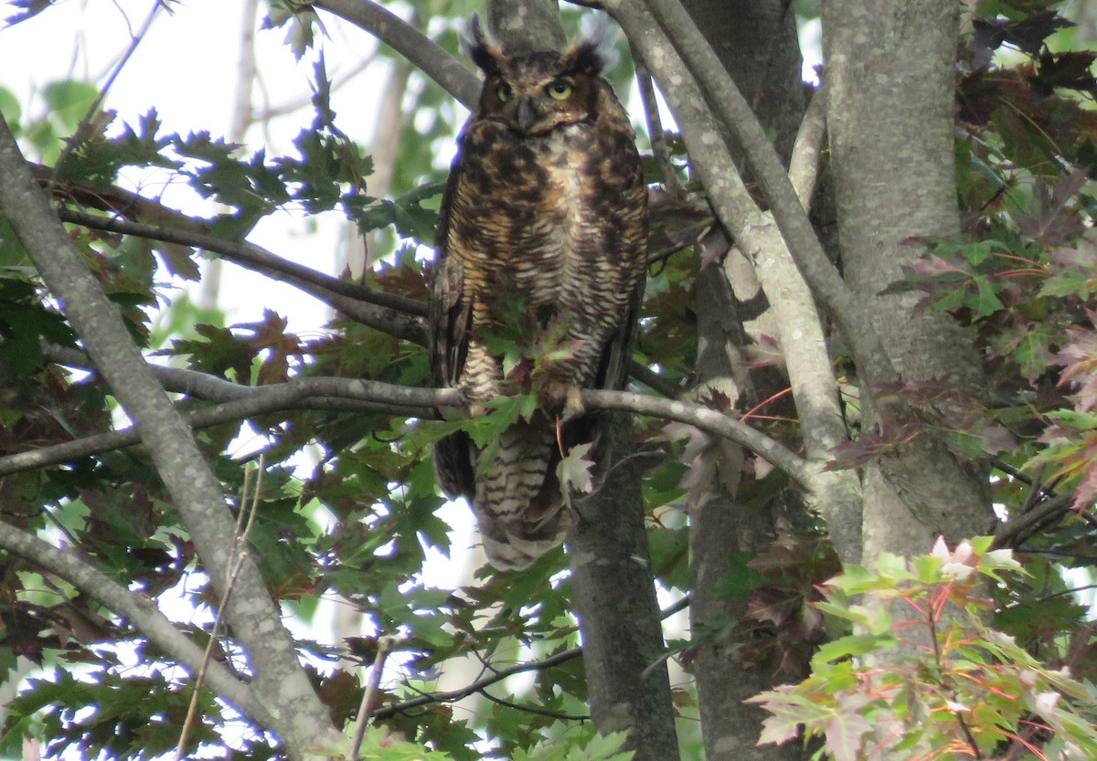 eBird Checklist 20 Sep 2022 SarniaCamp Saredaca 16 species