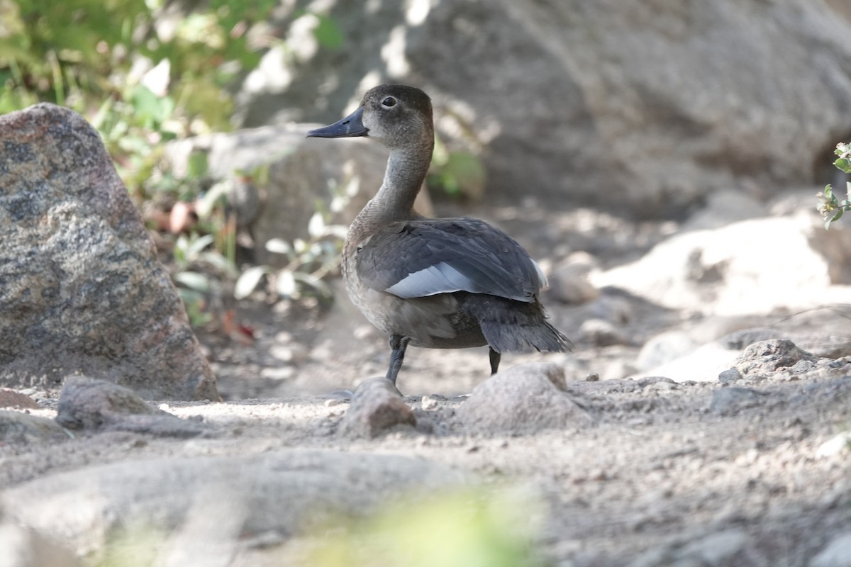 Ring-necked Duck - ML486071091