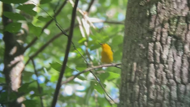 Prothonotary Warbler - ML486078541