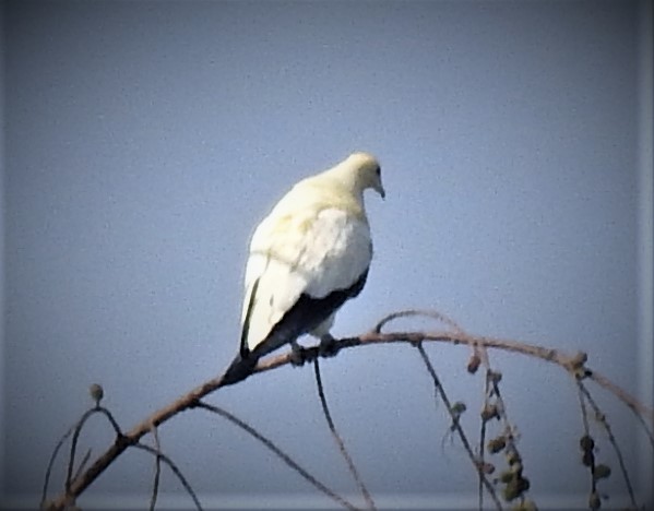 Pied Imperial-Pigeon - ML486079401