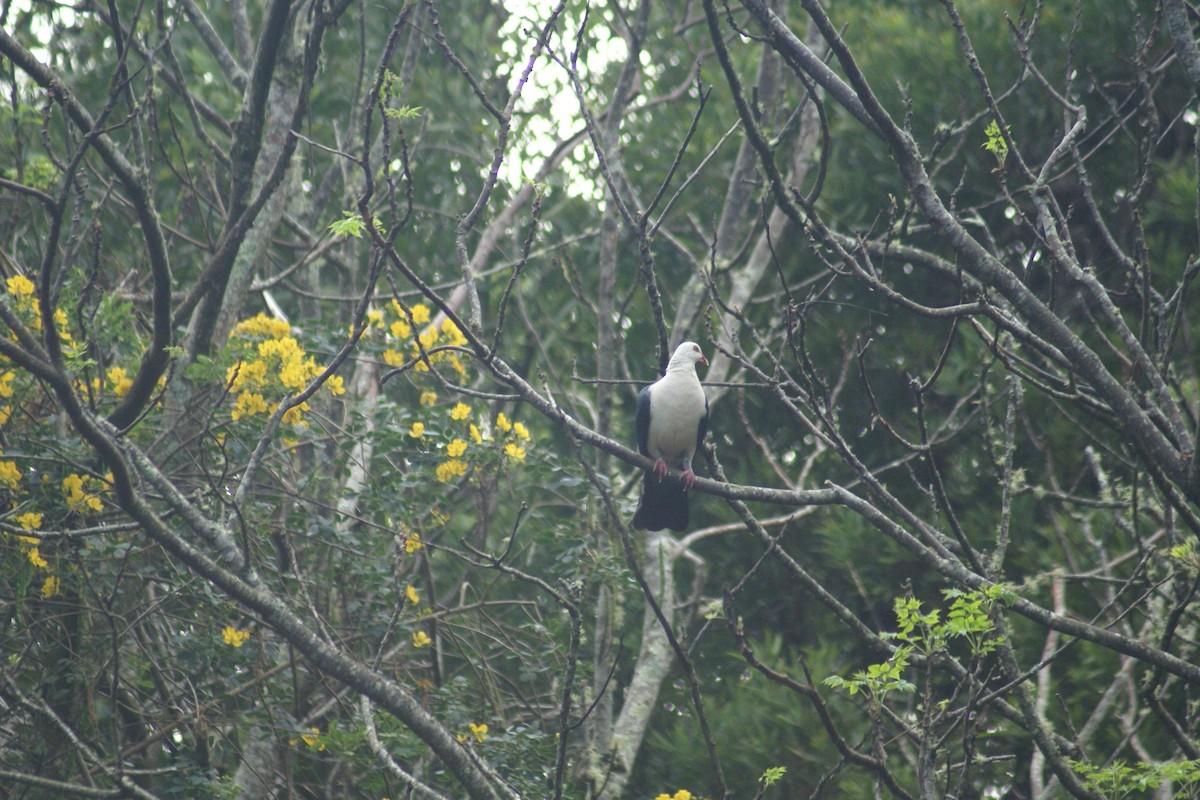 White-headed Pigeon - ML486081941
