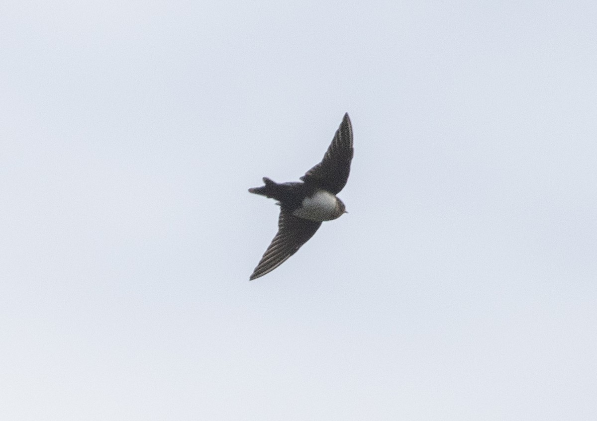 Pale-footed Swallow - ML486082041
