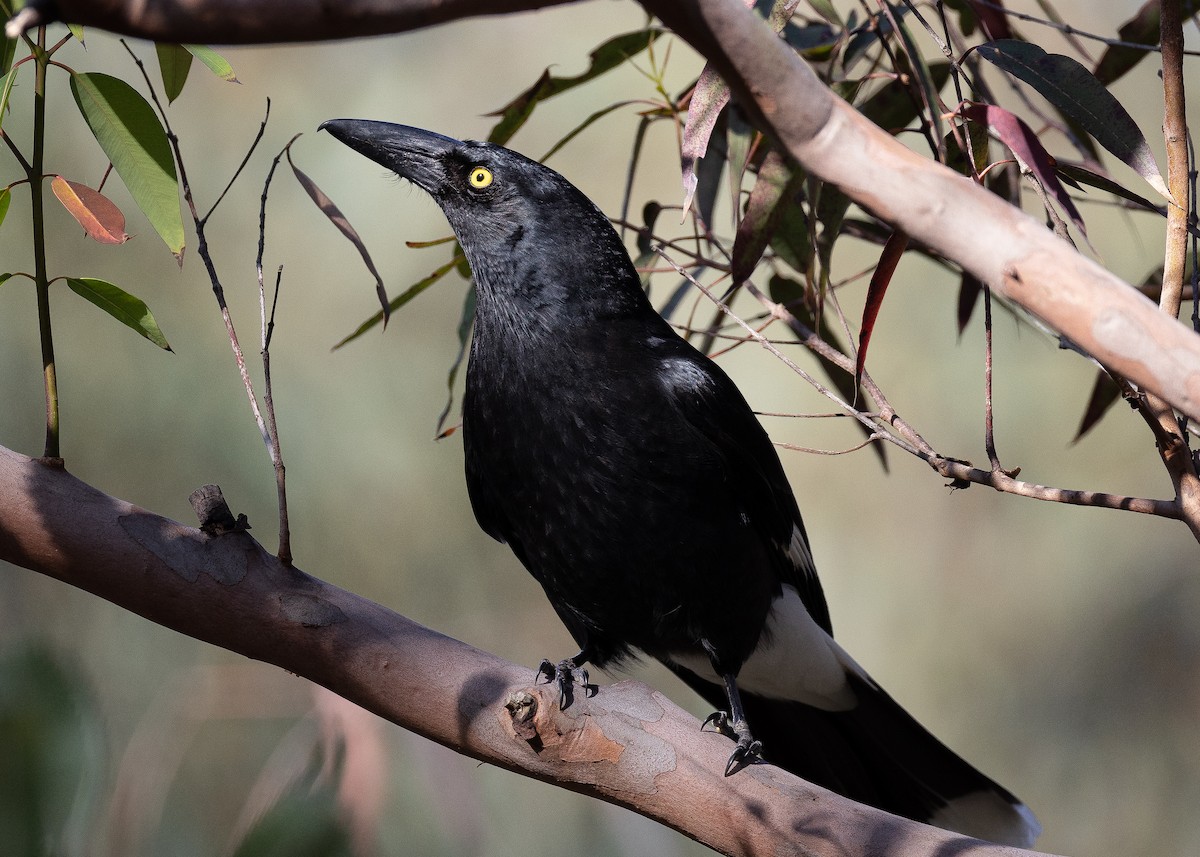 eBird Checklist 20 Sep 2022 Kuringgai Chase National ParkMarrua