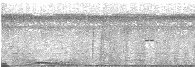 holub temnokřídlý - ML486083431