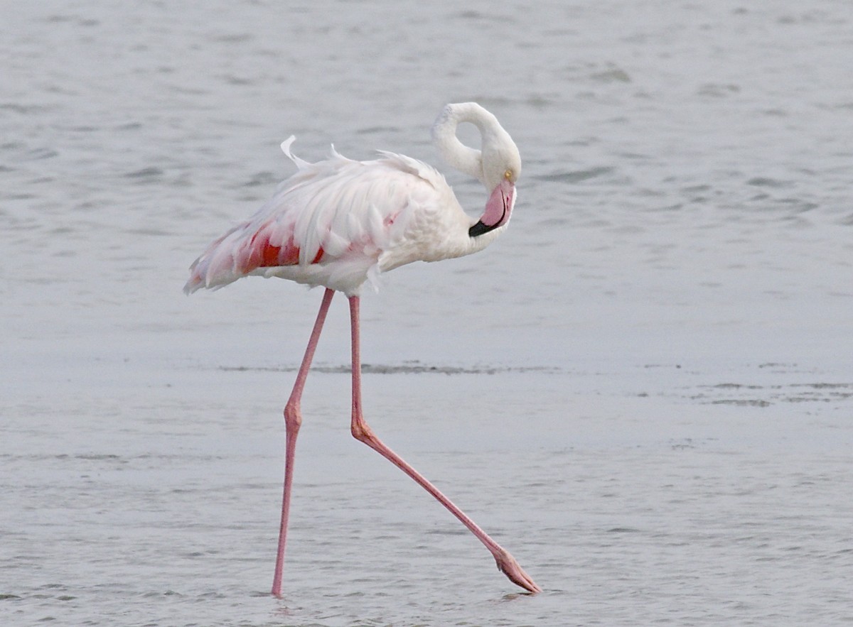 Greater Flamingo - Gil Ewing