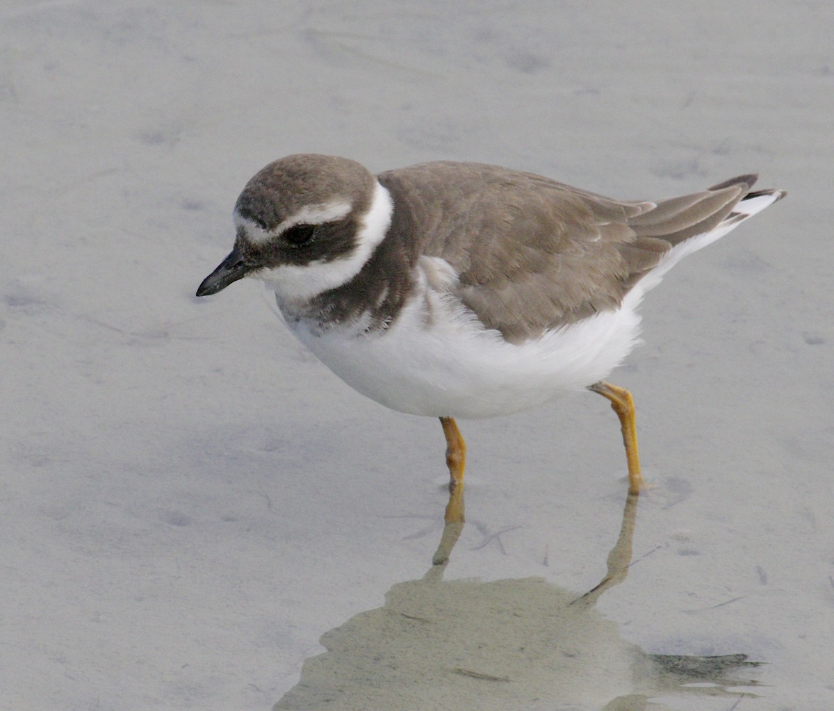 Common Ringed Plover - ML48608881