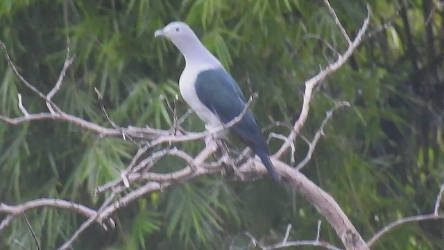  - Nicobar Imperial-Pigeon