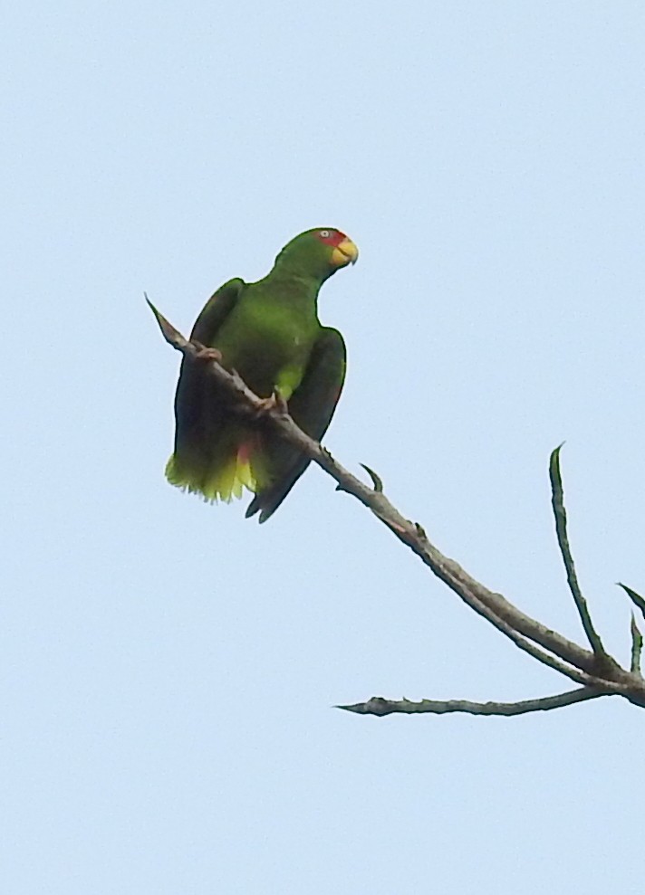White-fronted Parrot - ML48609171