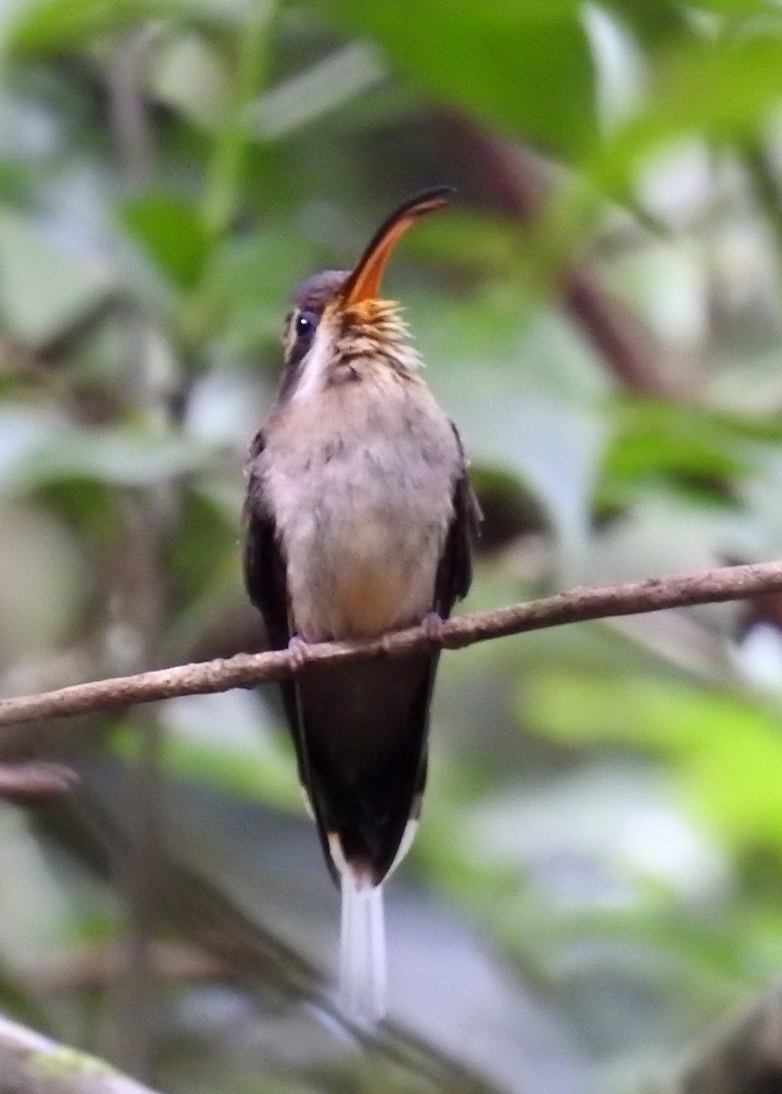Long-billed Hermit (Central American) - ML48609181
