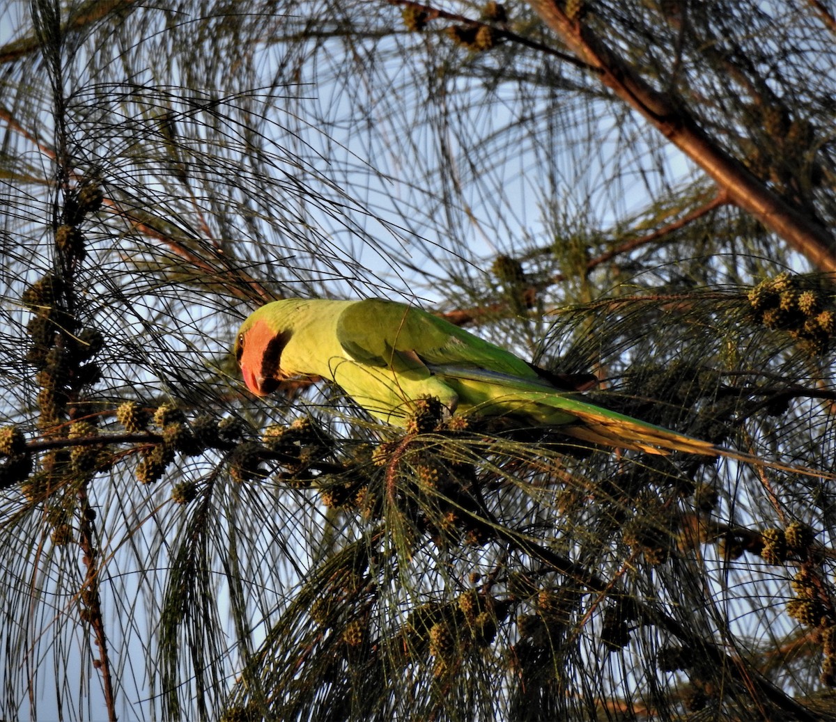 Long-tailed Parakeet - Sahana M