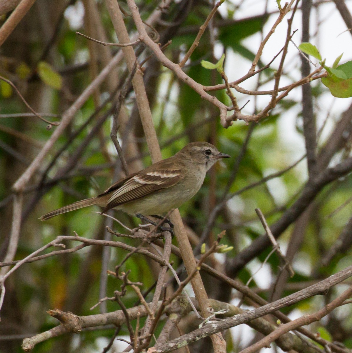 Northern/Southern Mouse-colored Tyrannulet - ML48609441