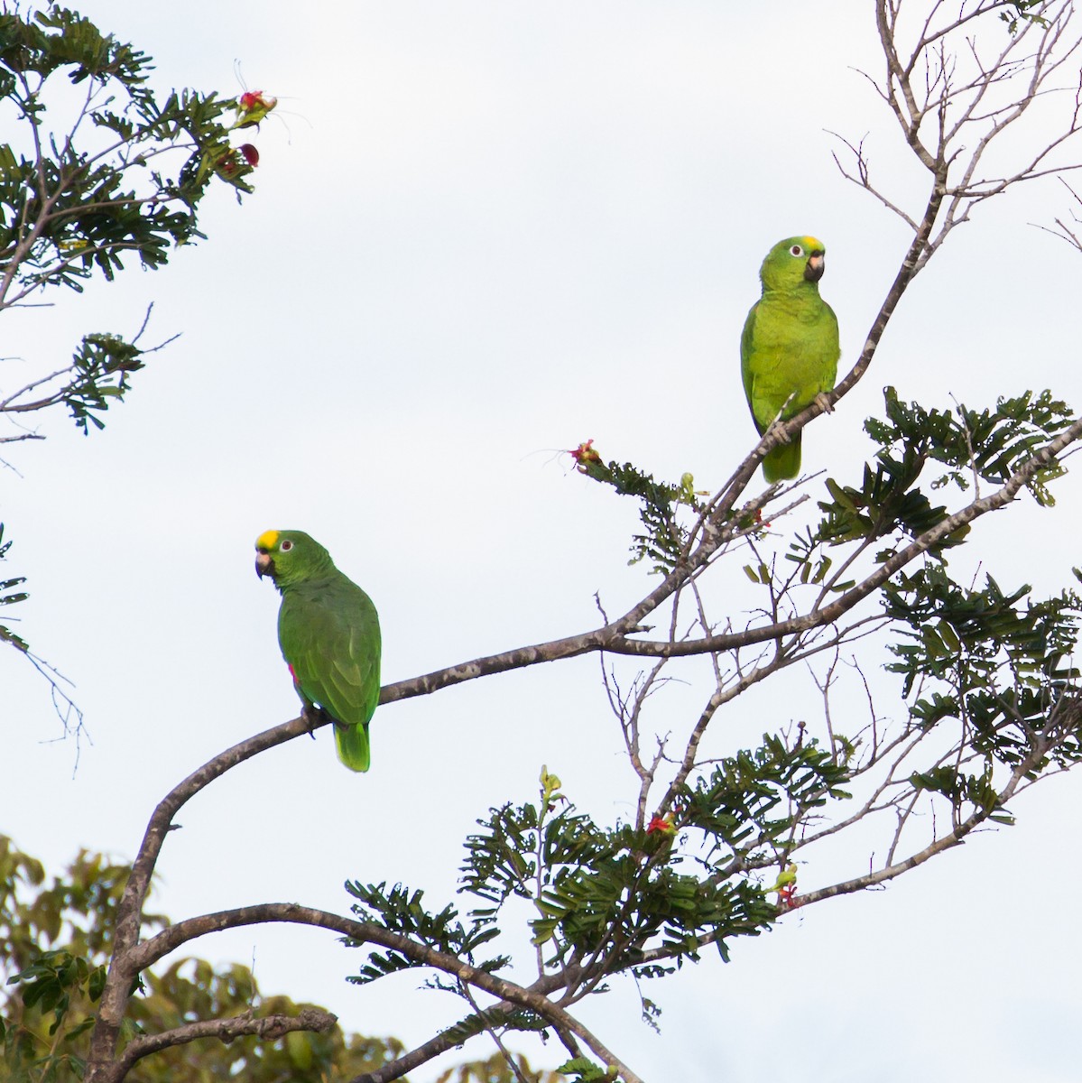 Yellow-crowned Parrot - ML48609561