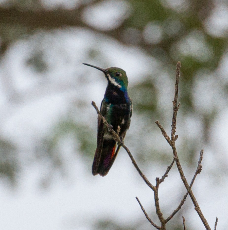 kolibřík tropický - ML48609601