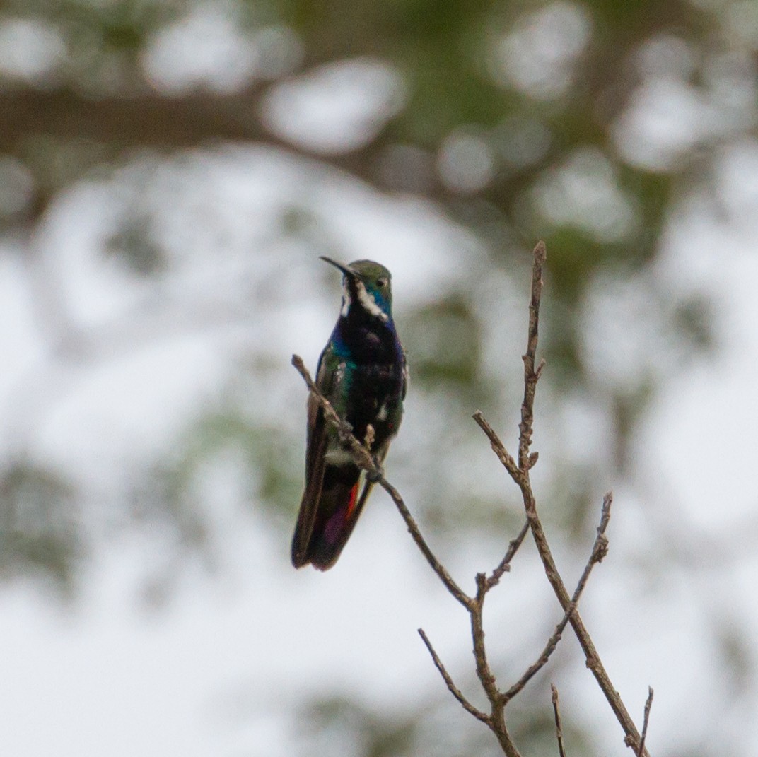 kolibřík tropický - ML48609611