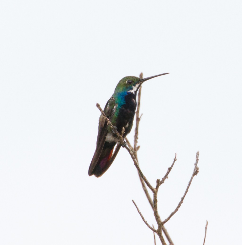 kolibřík tropický - ML48609631
