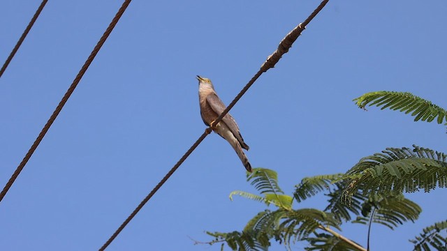 Common Hawk-Cuckoo - ML486098591