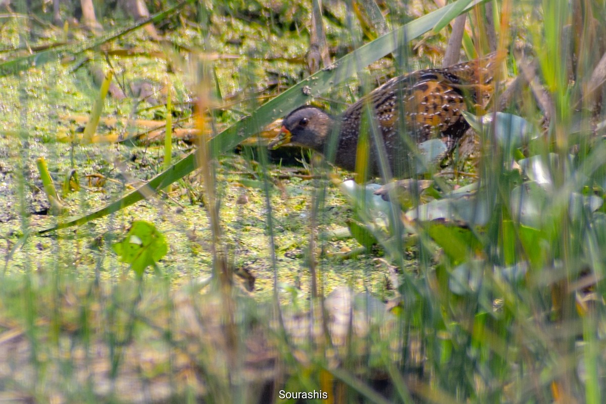 Spotted Crake - ML486101921