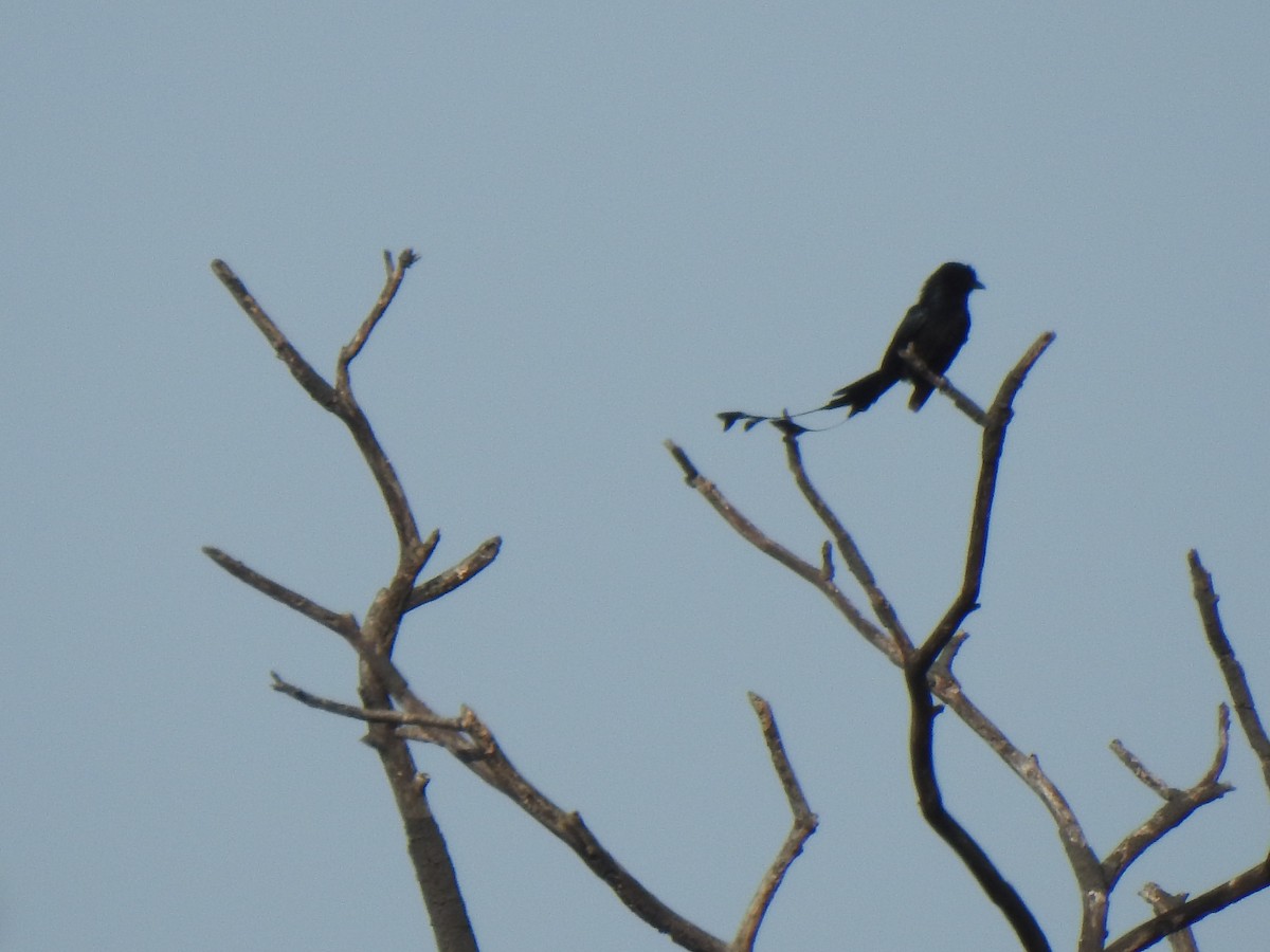 Greater Racket-tailed Drongo - ML486101951