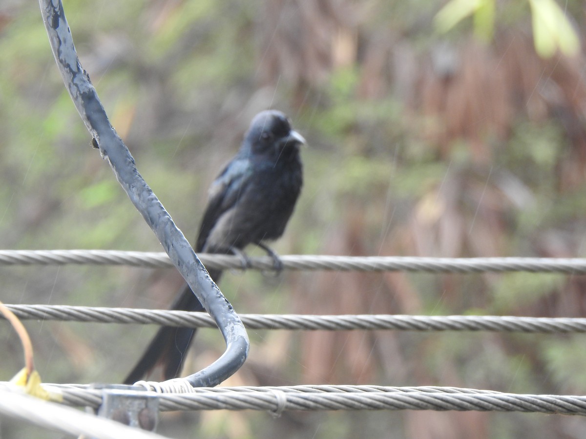 Greater Racket-tailed Drongo - ML486102211