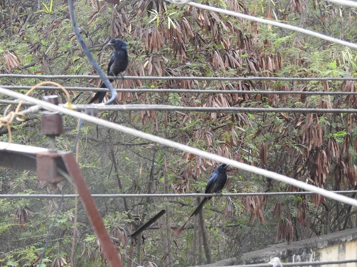 Greater Racket-tailed Drongo - ML486102221
