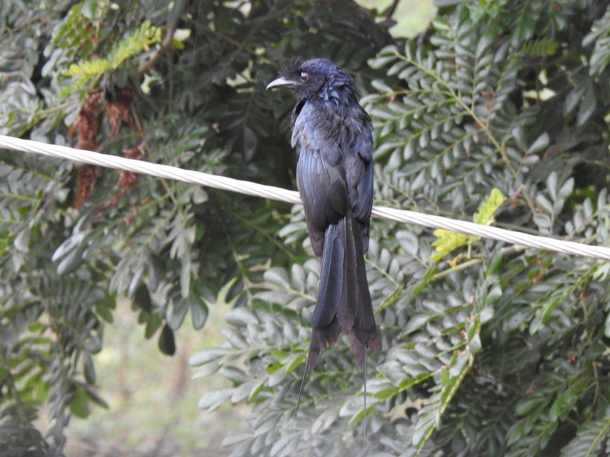 Greater Racket-tailed Drongo - ML486102231