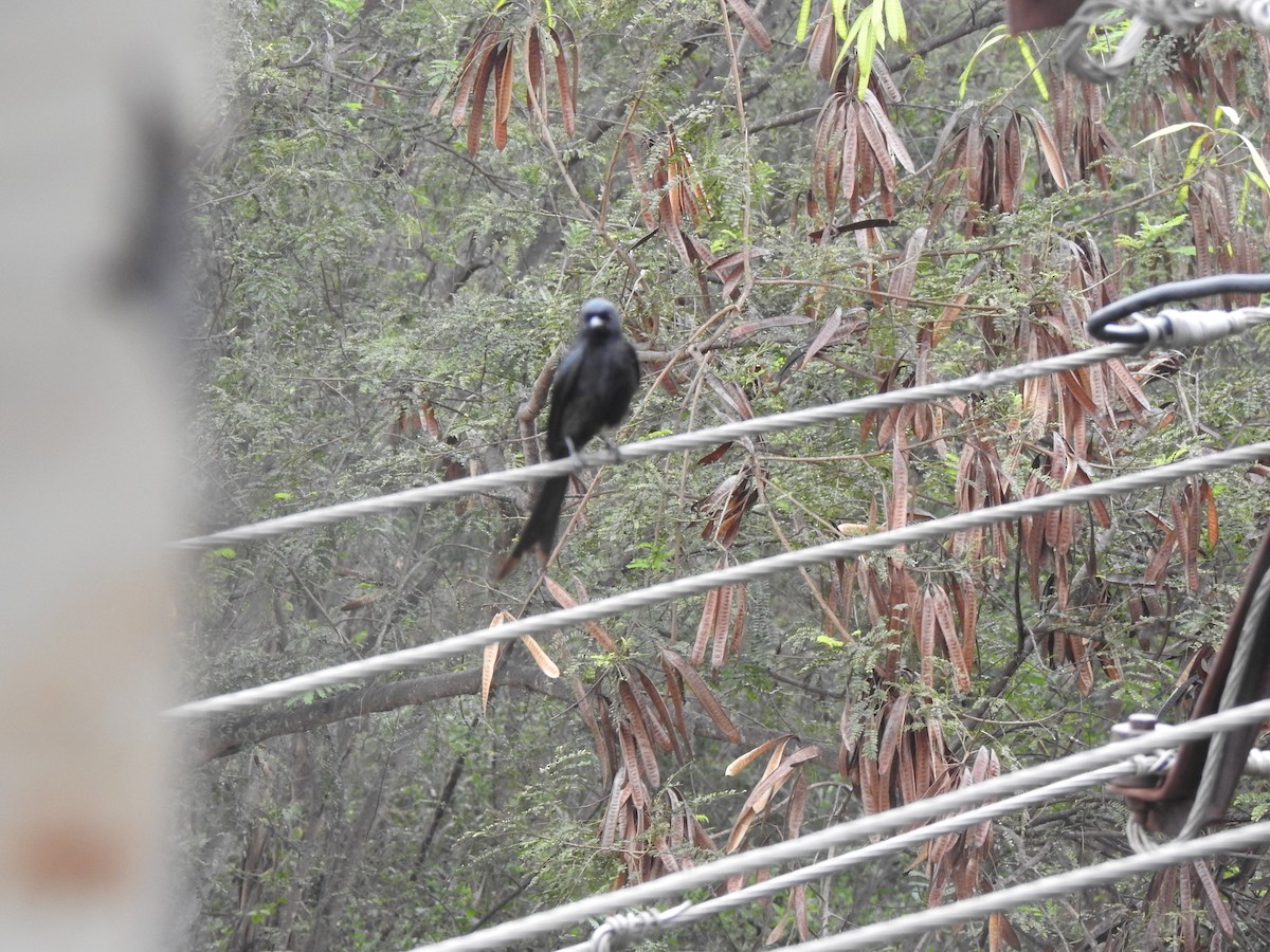 Greater Racket-tailed Drongo - ML486102241