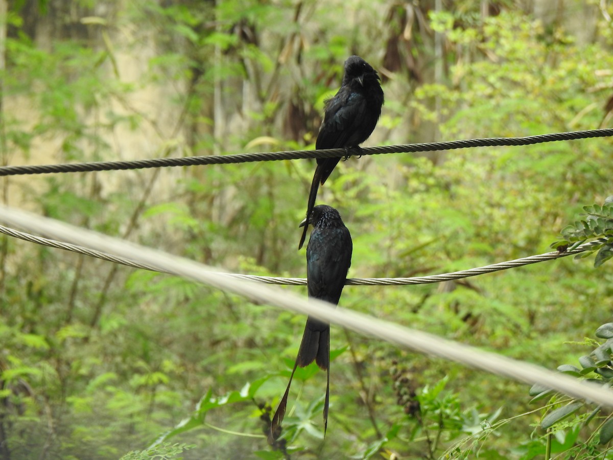 Greater Racket-tailed Drongo - ML486102361