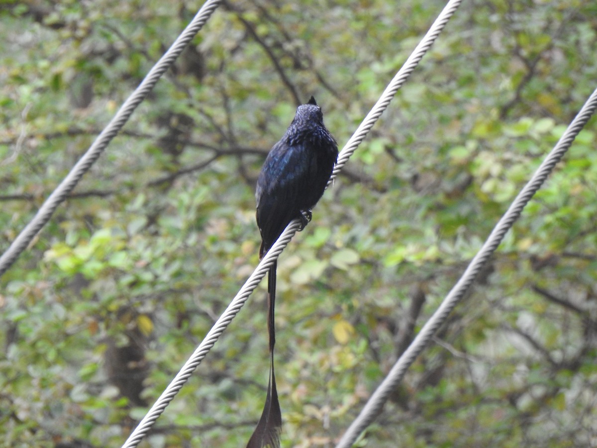 Greater Racket-tailed Drongo - ML486102371