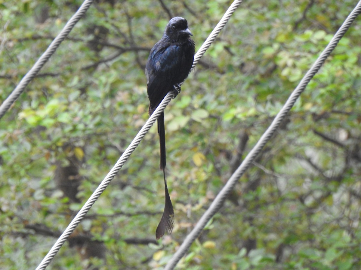 Greater Racket-tailed Drongo - KARTHIKEYAN R
