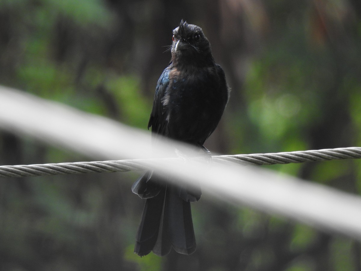 Greater Racket-tailed Drongo - ML486102551