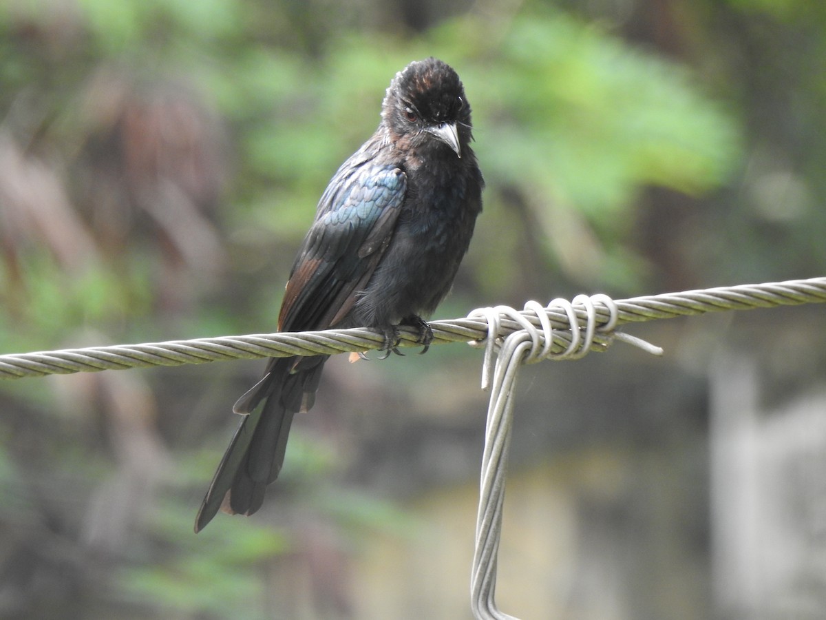 Greater Racket-tailed Drongo - ML486102561