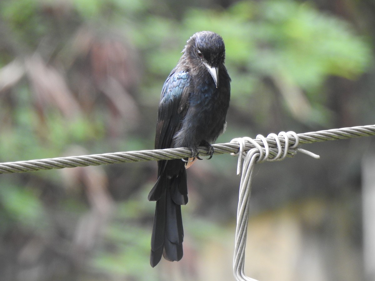 Greater Racket-tailed Drongo - ML486102571