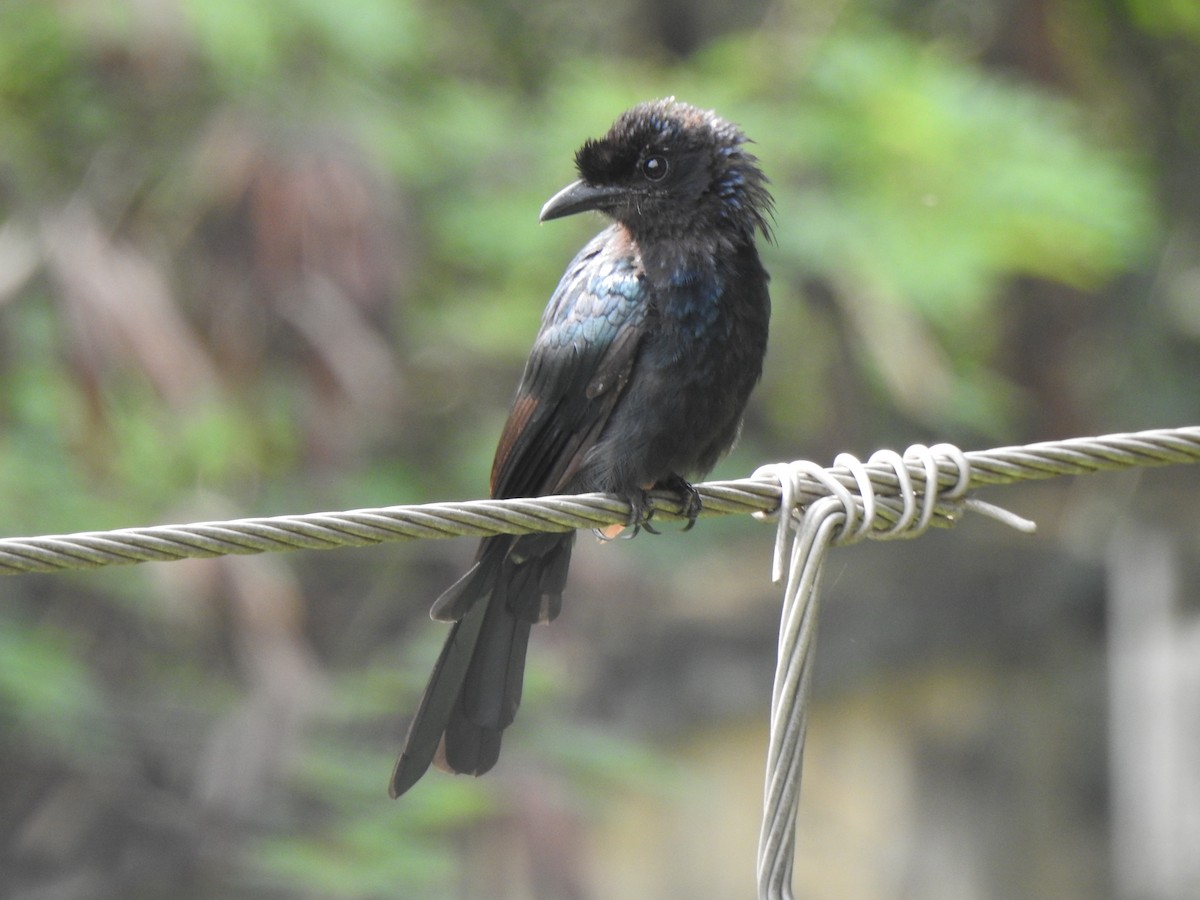 Greater Racket-tailed Drongo - ML486102581