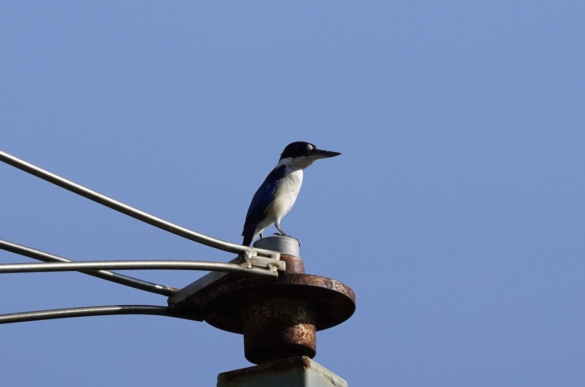 Forest Kingfisher - ML486102771