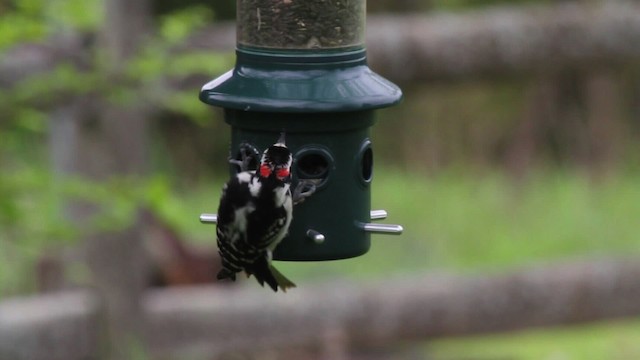 Hairy Woodpecker (Eastern) - ML486103