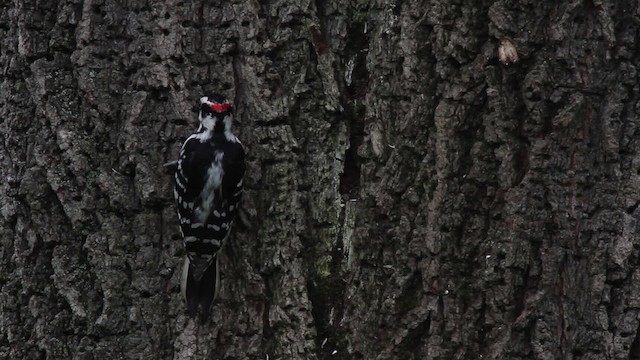 Hairy Woodpecker (Eastern) - ML486105